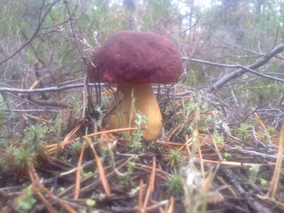 Грибы Крыма белый гриб Сосновик