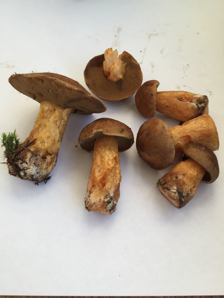 Боровой масленок