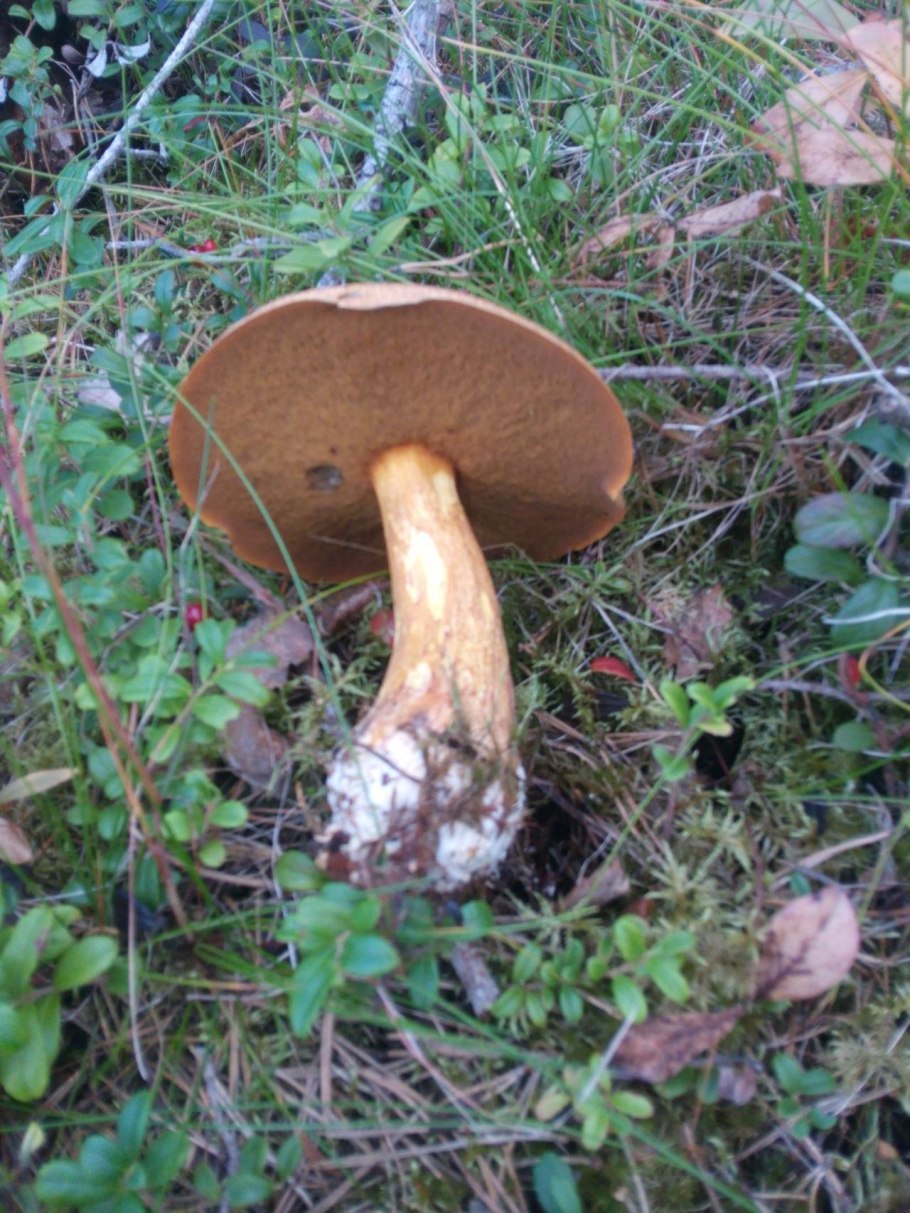 Suillus variegatus