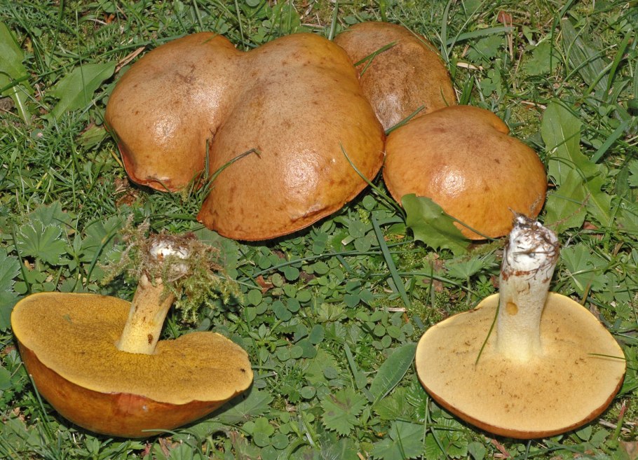 Suillus luteus