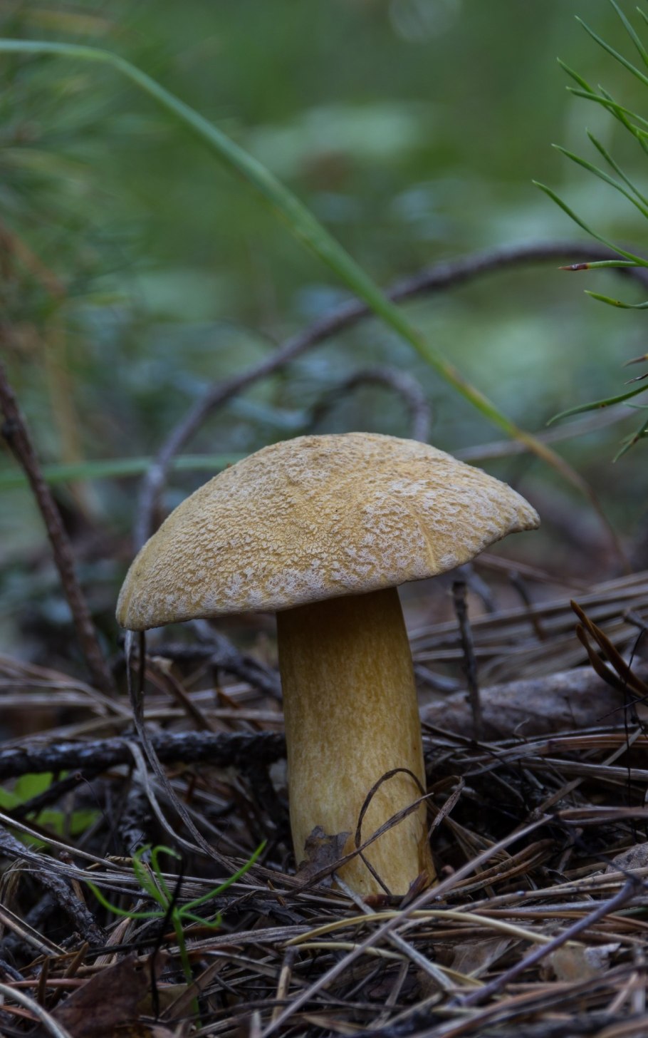 Гриб моховик желто-бурый