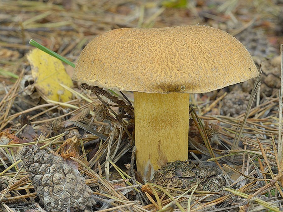 Suillus variegatus