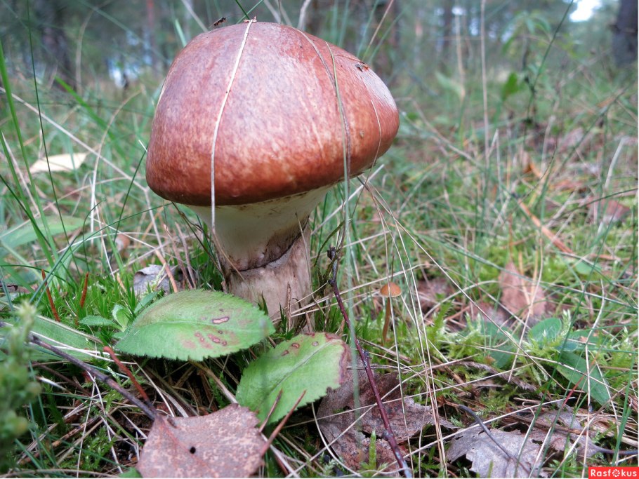 Сухой маслёнок