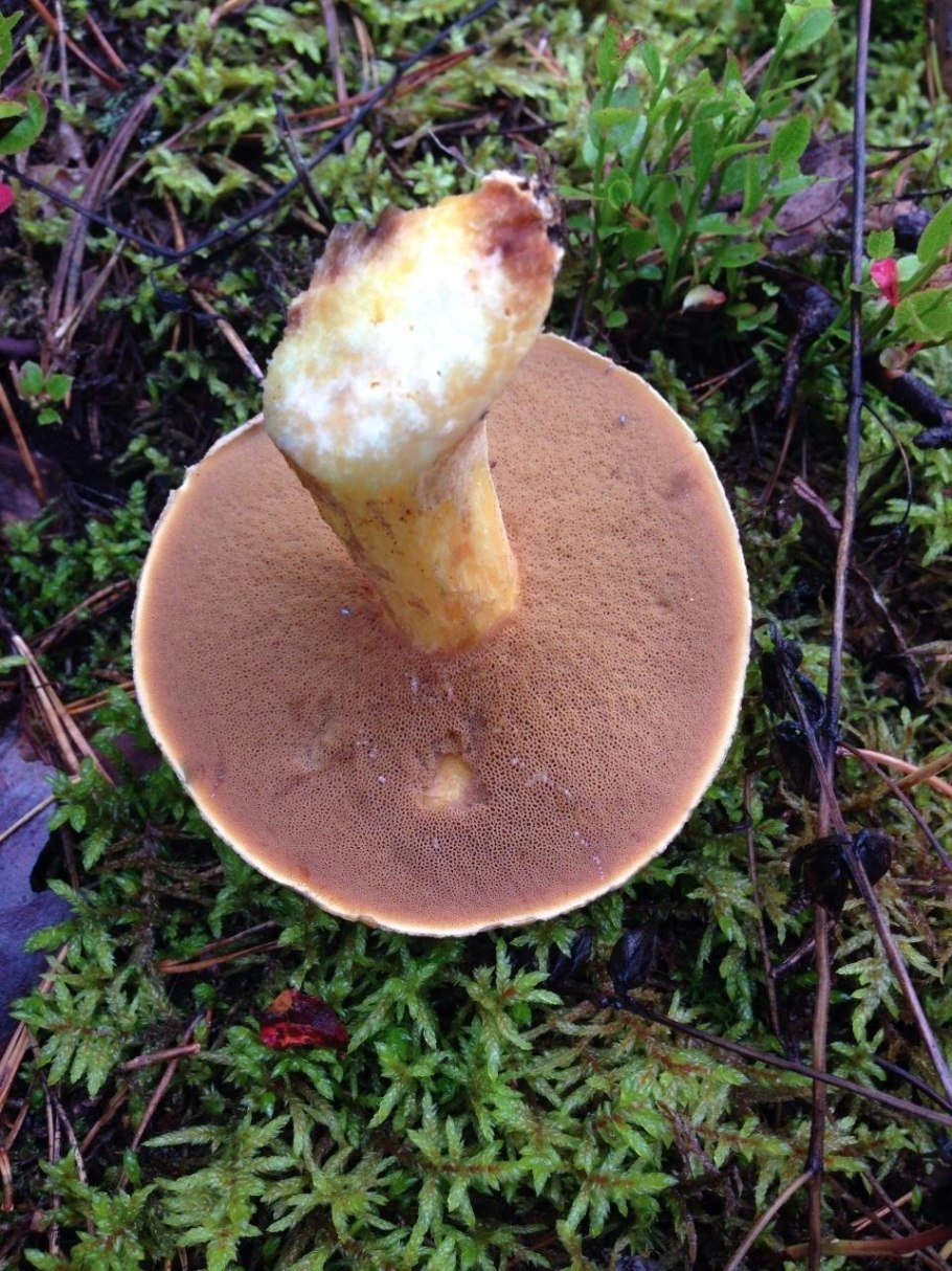 Suillus variegatus