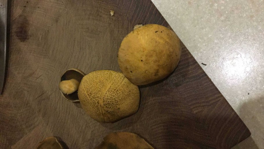 Рыжики пластинчатые грибы