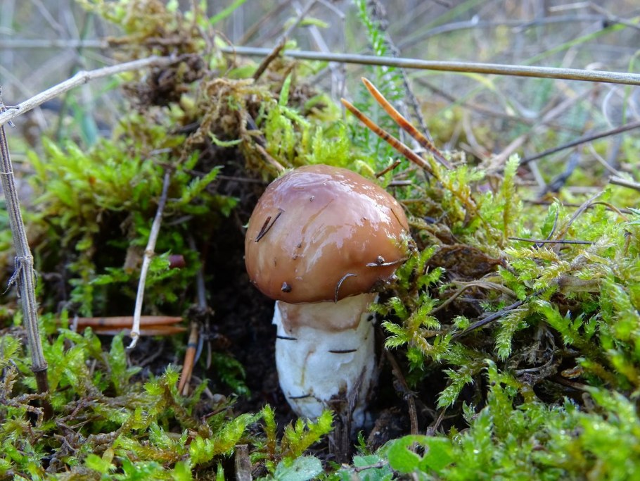 Гриб Suillus luteus