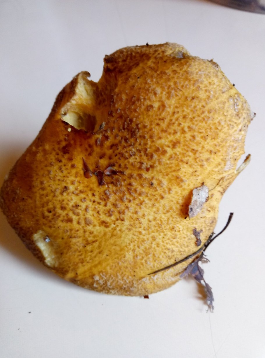 Маслёнок жёлто-бурый фото