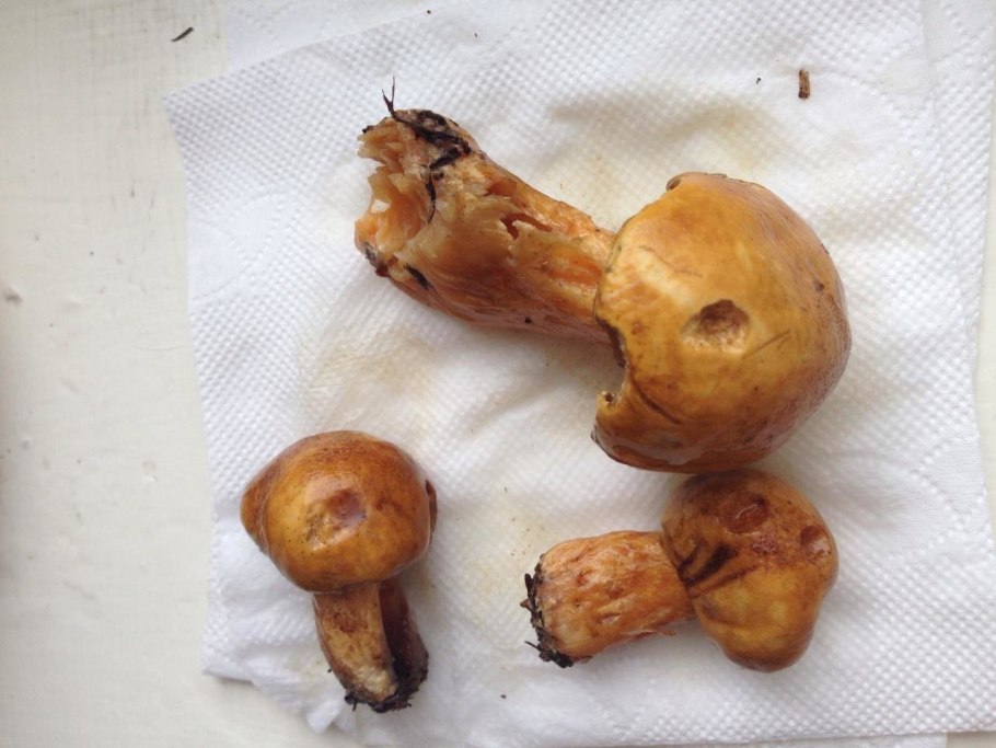 Боровые маслята сухие