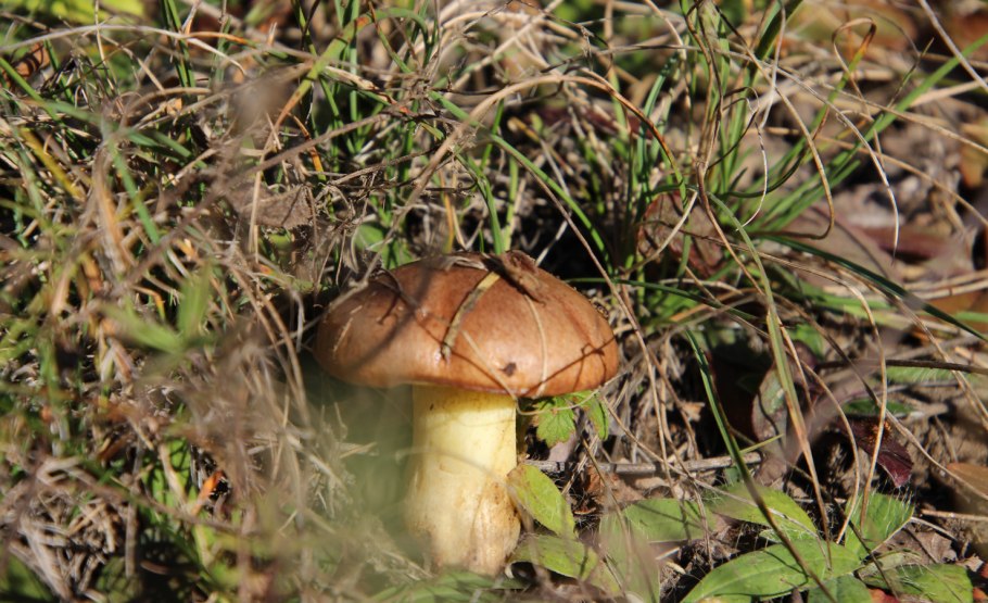 Боровые маслята сухие