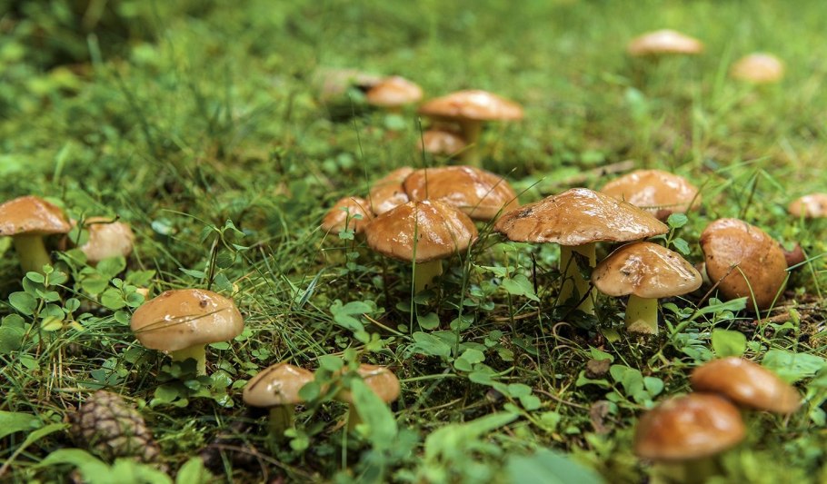 Маслята гриб масленок