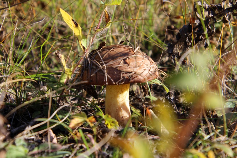 Боровой маслёнок