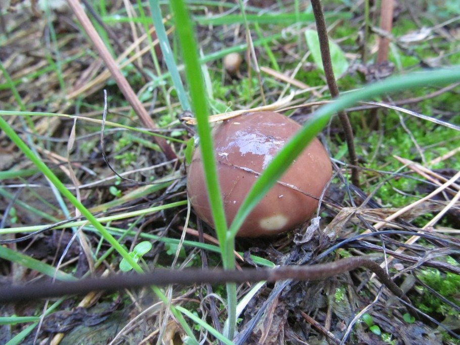 Боровой маслёнок