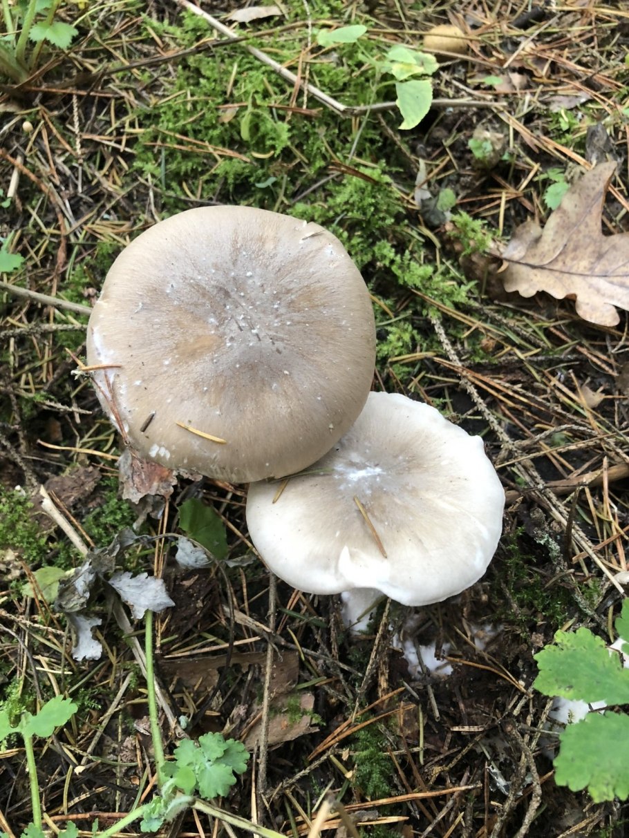 Дымчатая говорушка Clitocybe nebularis