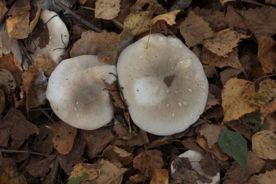 Гриб говорушка дымчатая