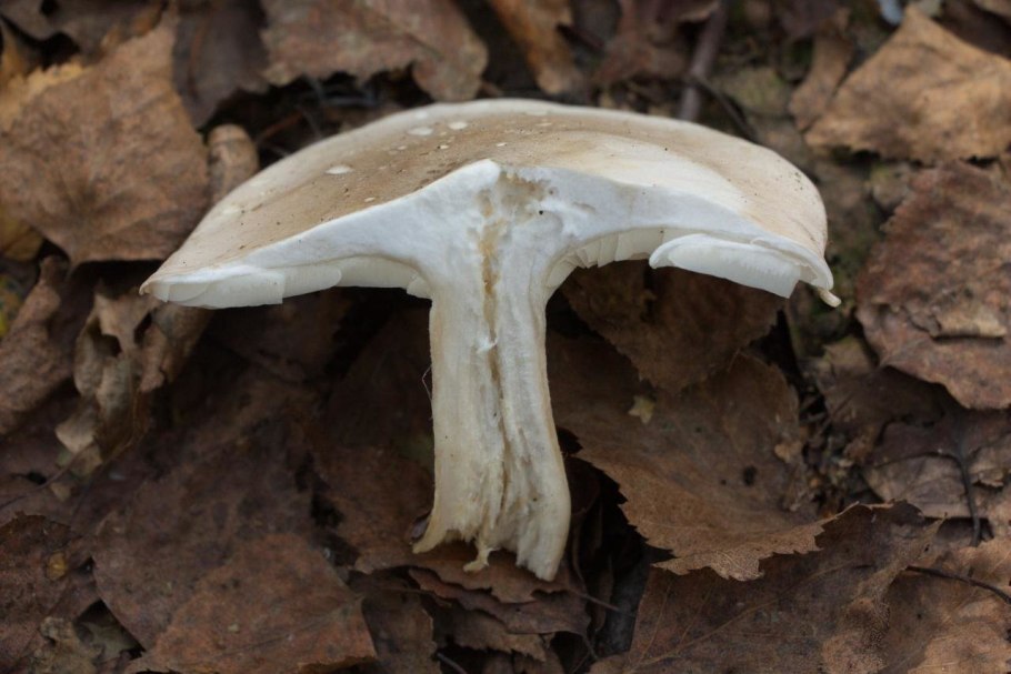 Говорушка дымчатая