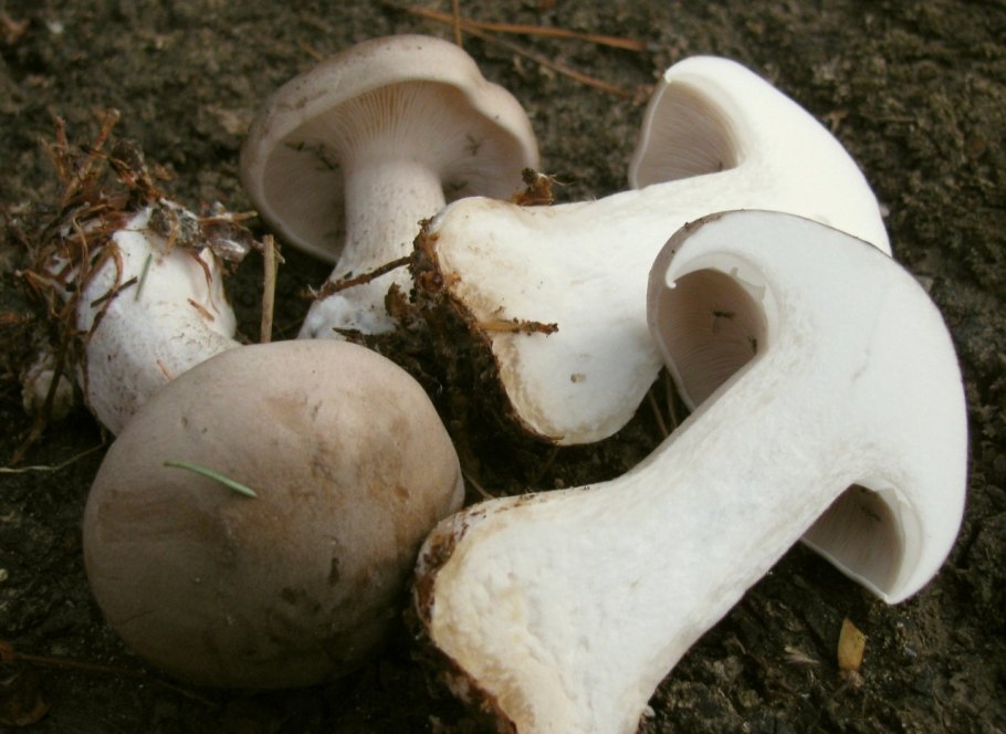 Грибы подкрапивники Удмуртия