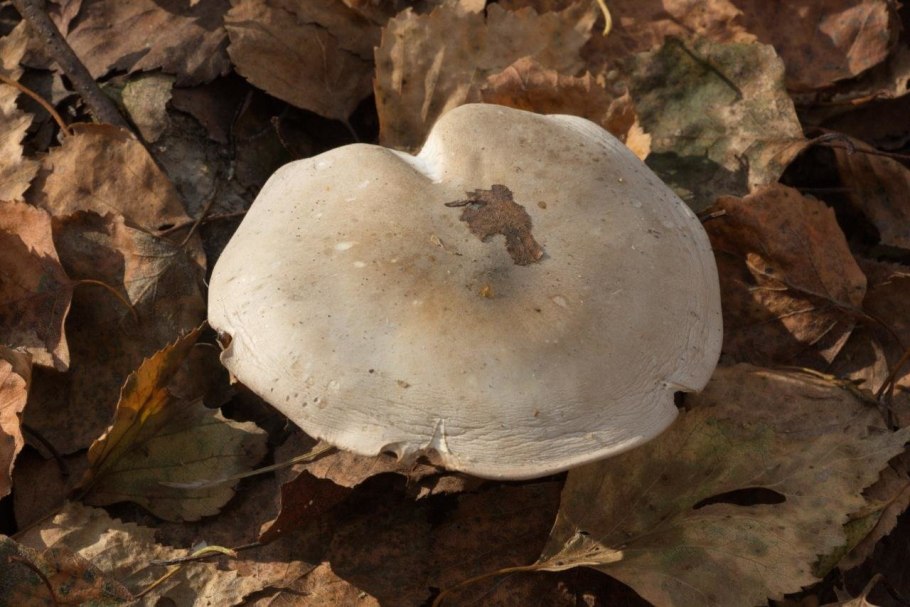 Гриб похожий на говорушку дымчатую