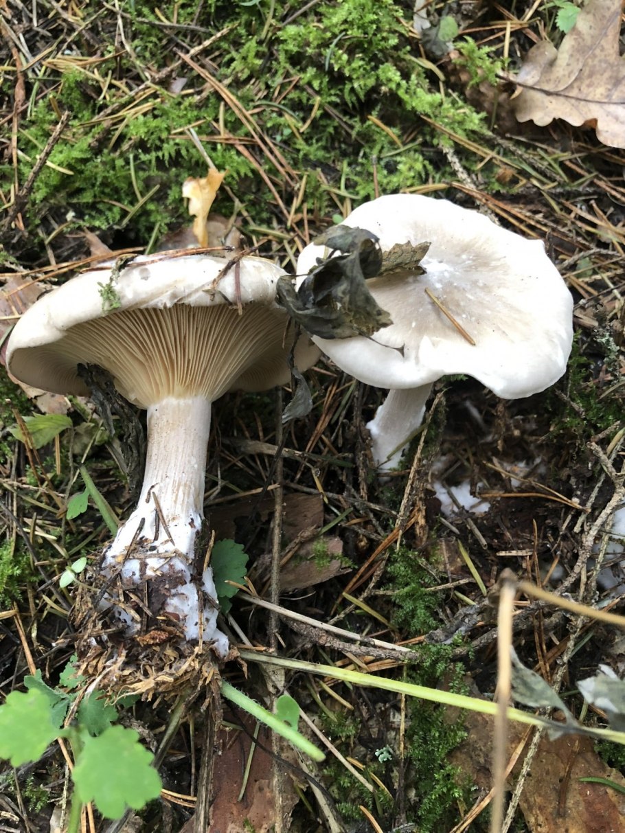 Говорушка рядовка дымчатая