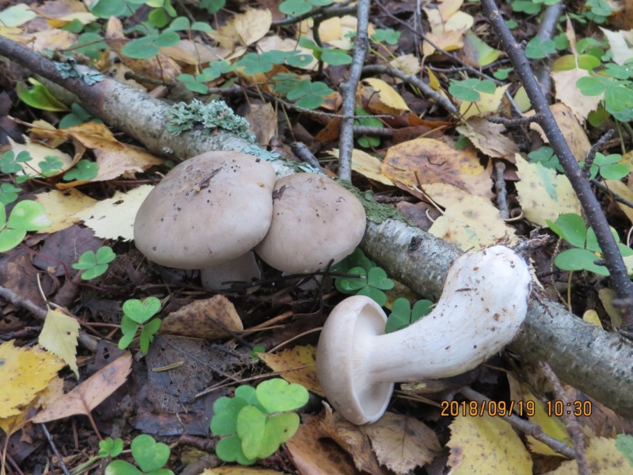 Рядовка серая дымчатая