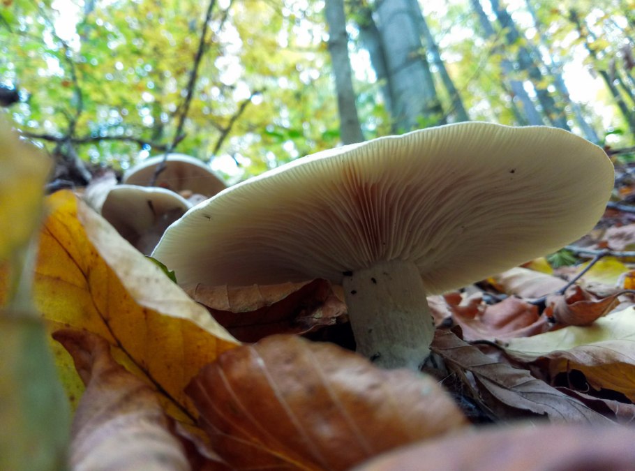 Гриб говорушка дымчатая