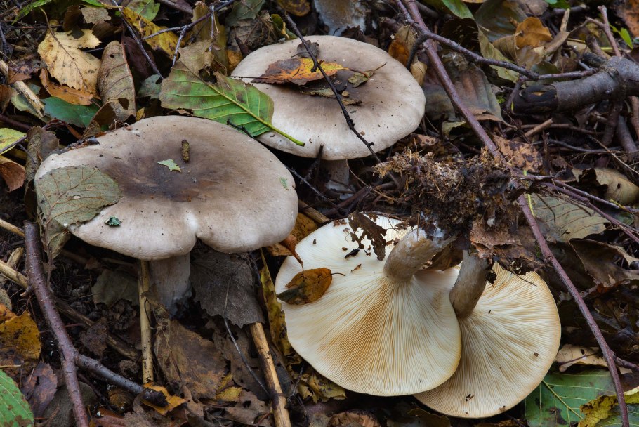 Рядовку землисто-серую (Tricholoma terreum)