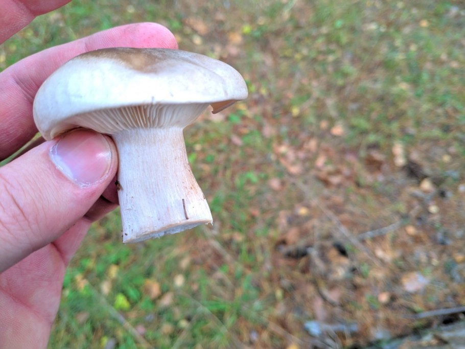 Как жарить говорушки грибы