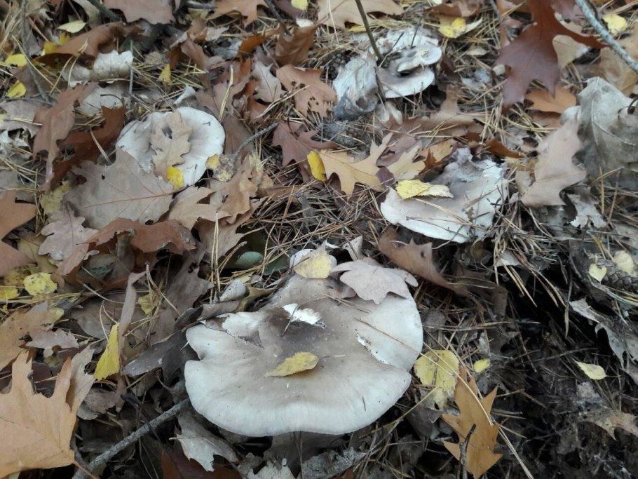 Гриб говорушка дымчатая ядовитый