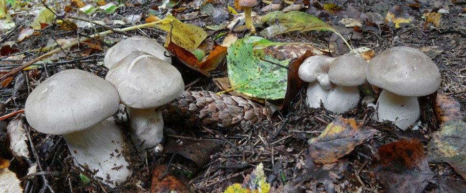 Отварная говорушка дымчатая