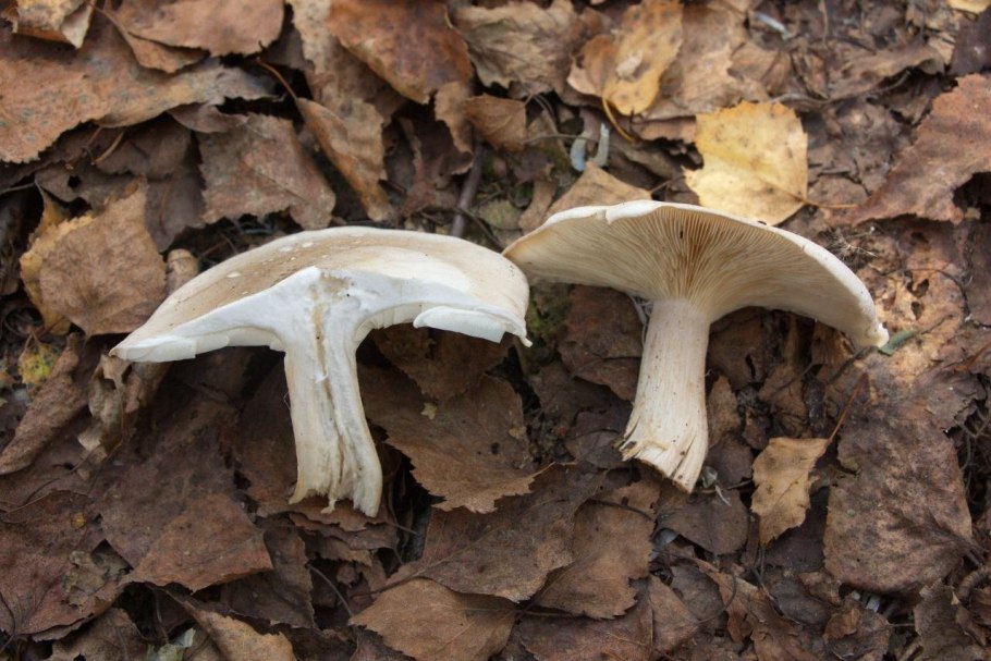 Говорушка дымчатая Ведьмин круг