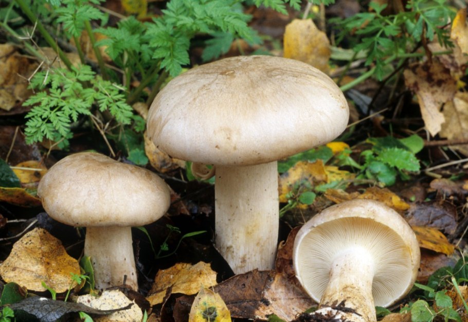 Говорушка бокаловидная Pseudoclitocybe cyathiformis