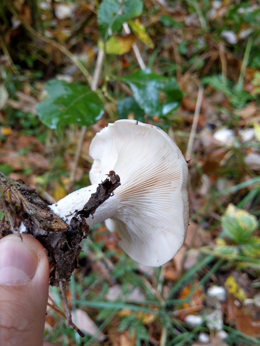 Говорушка рядовка дымчатая