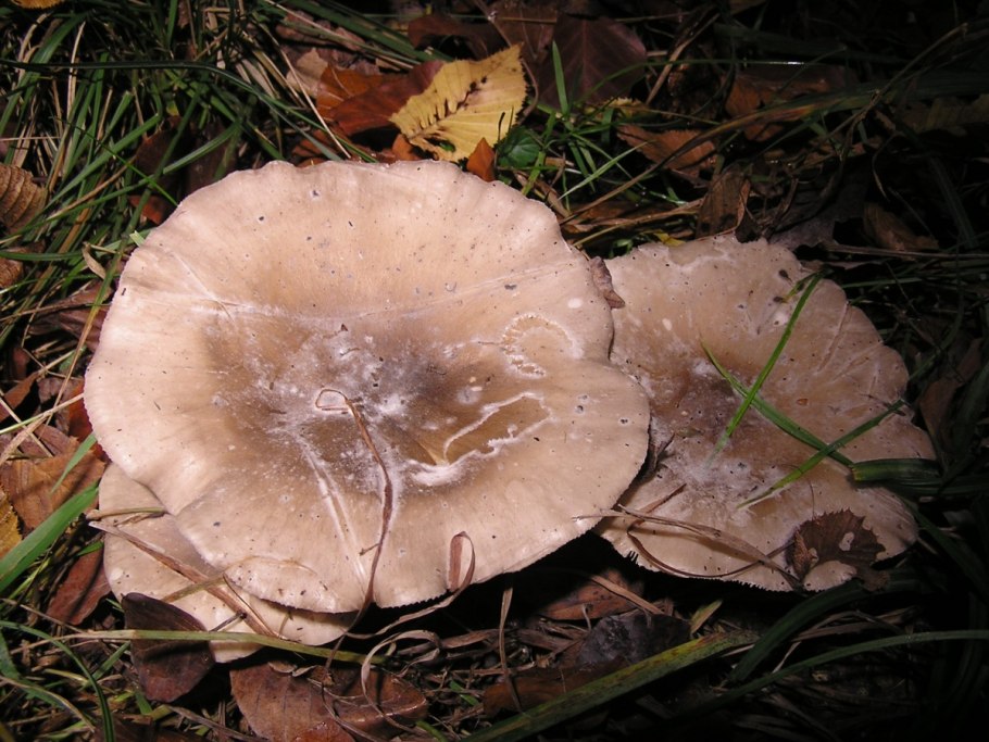 Гриб рядовка дымчатая съедобные