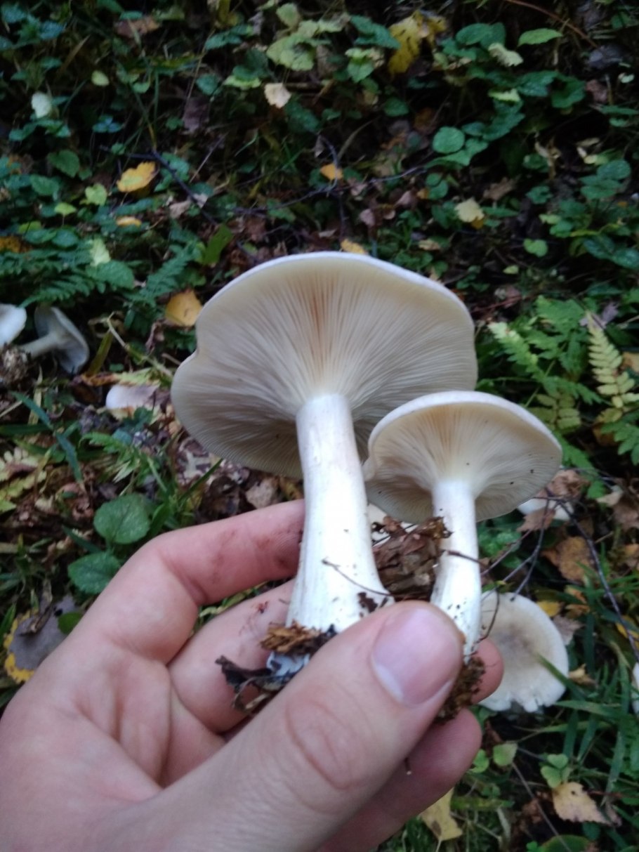 Clitocybe vibecina