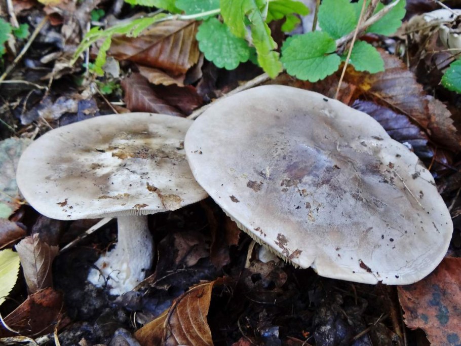 Осенние грибы съедобные рядовки