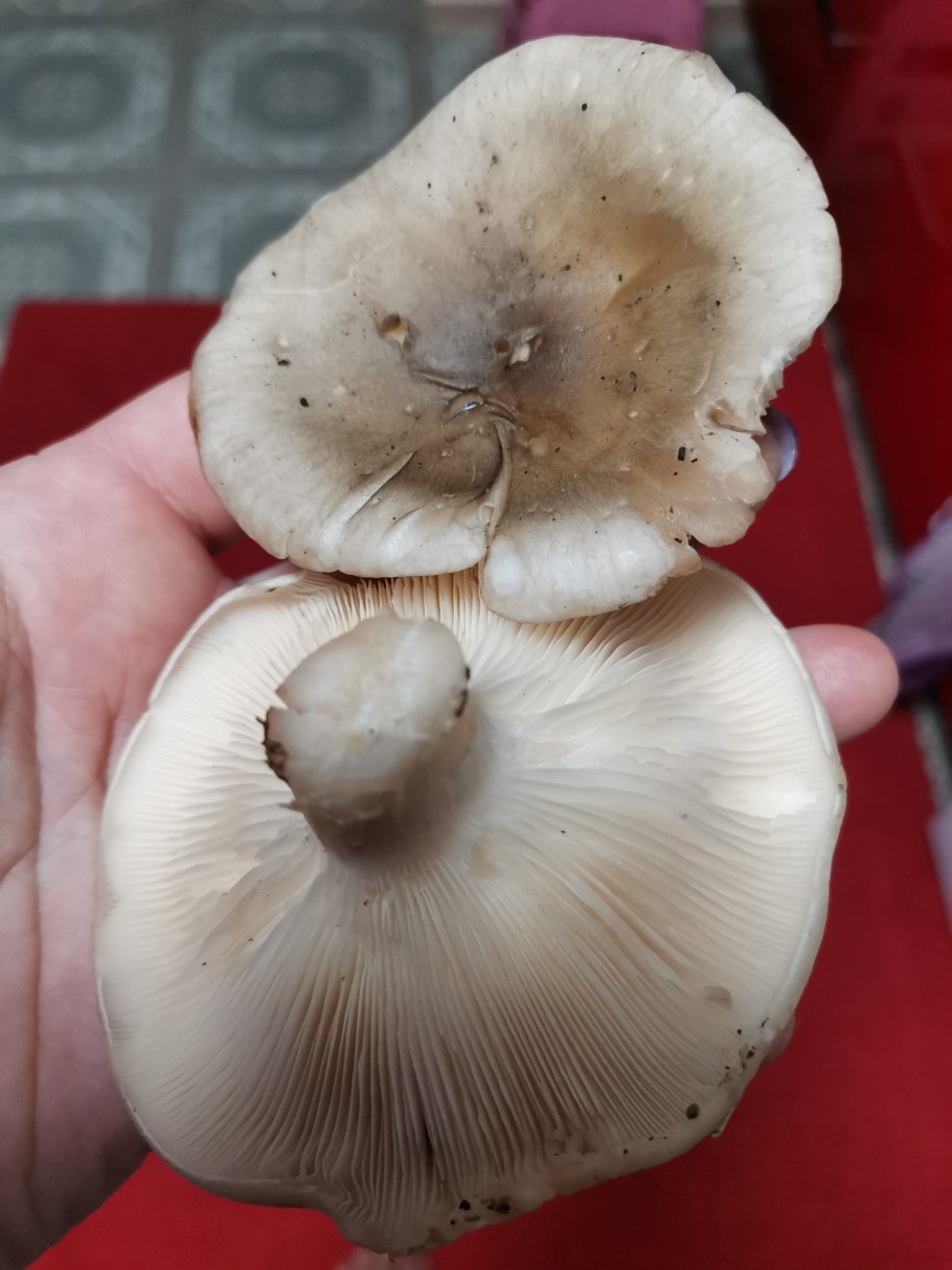 Гриб говорушка дымчатая