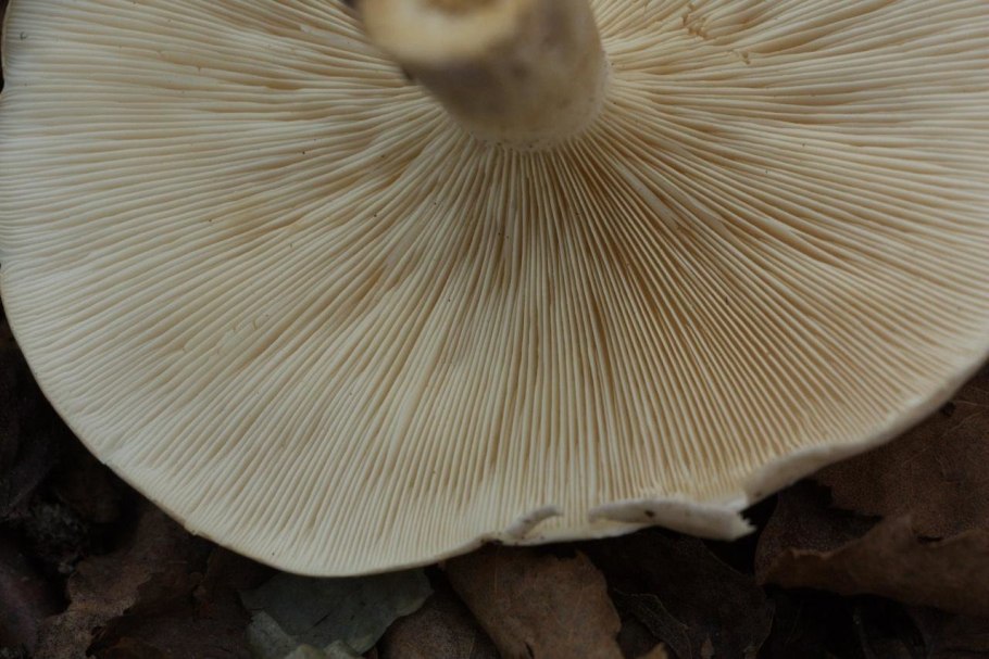 Говорушка рядовка дымчатая