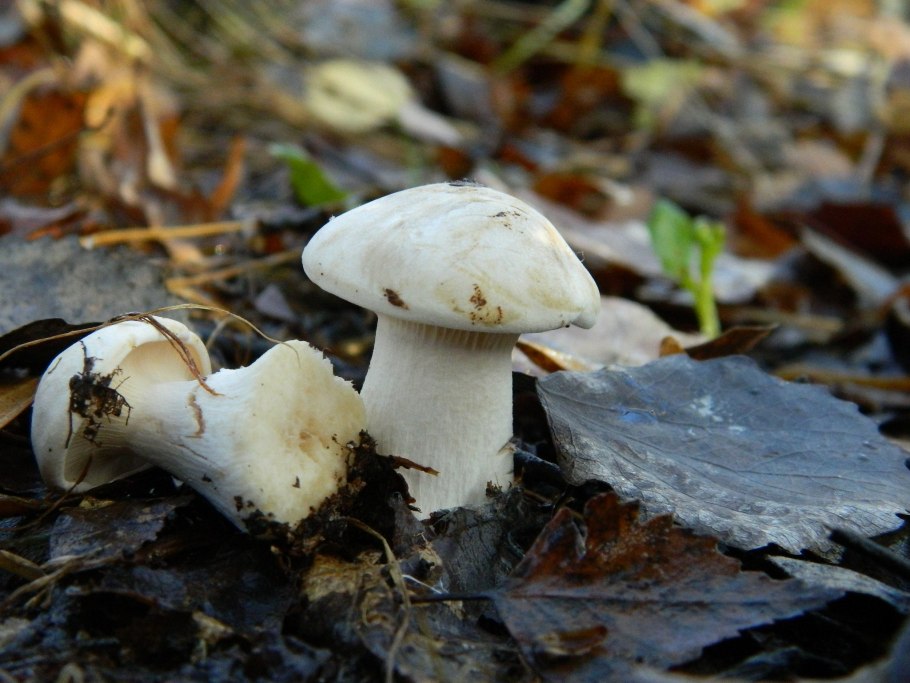 Говорушка восковатая