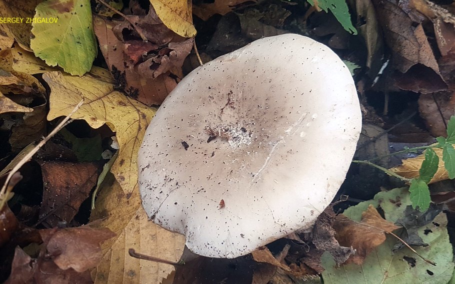 Говорушка дымчатая рядовка съедобная