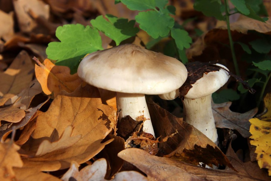 Рядовка говорушка