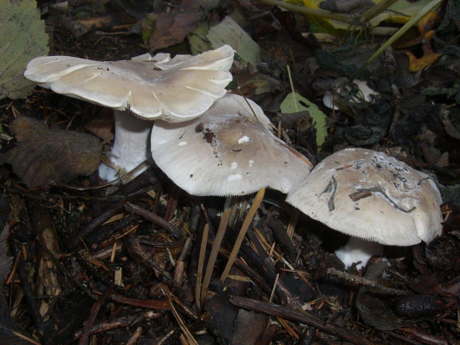 Говорушка дымчатая рядовка