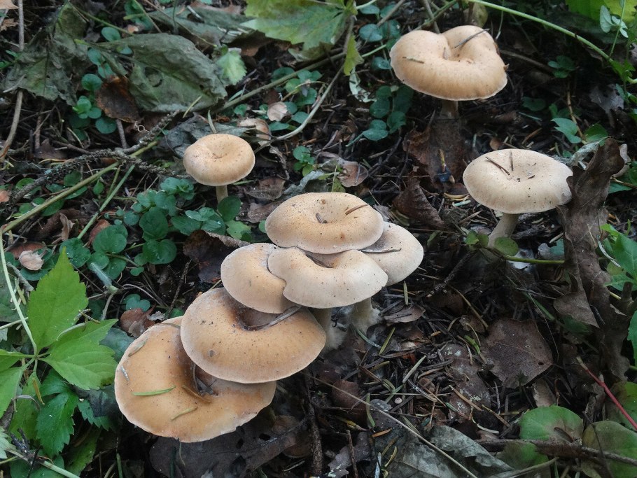 Говорушка дымчатая рядовка дымчатая