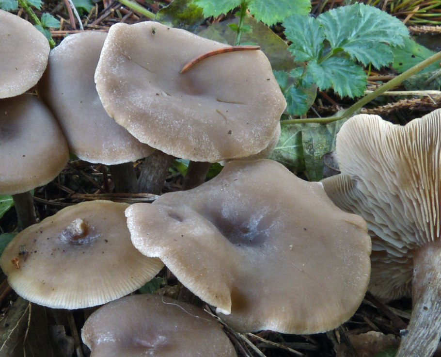 Гриб Энтолома Оловянная