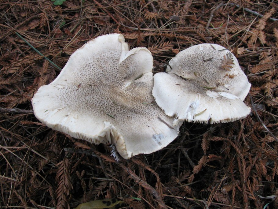 Рядовка тигровая Tricholoma pardinum