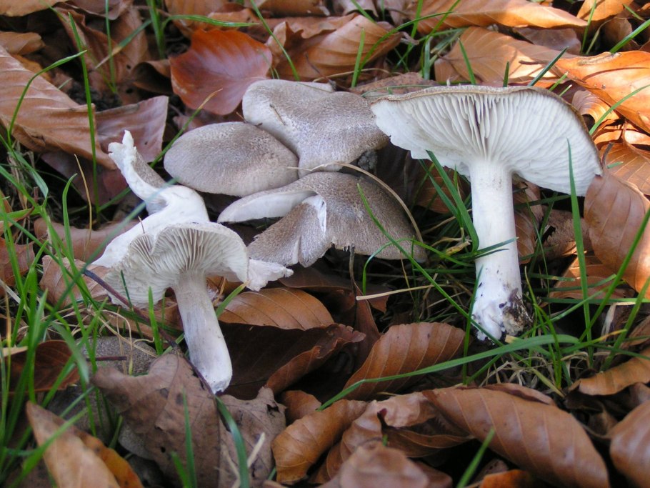 Рядовка Чешуйчатая Tricholoma imbricatum