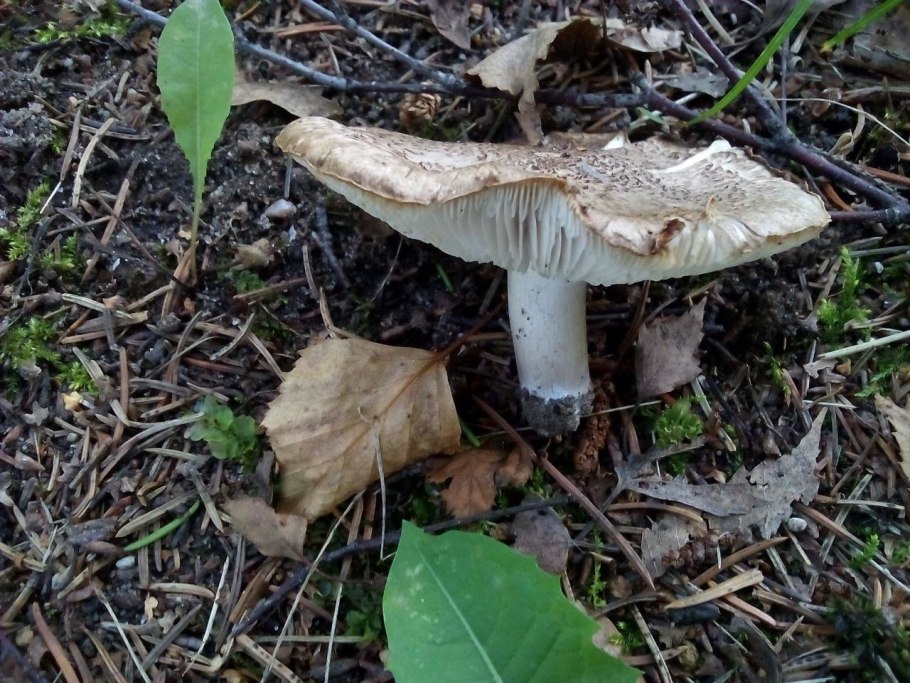 Рядовка золотистая Tricholoma aurantium