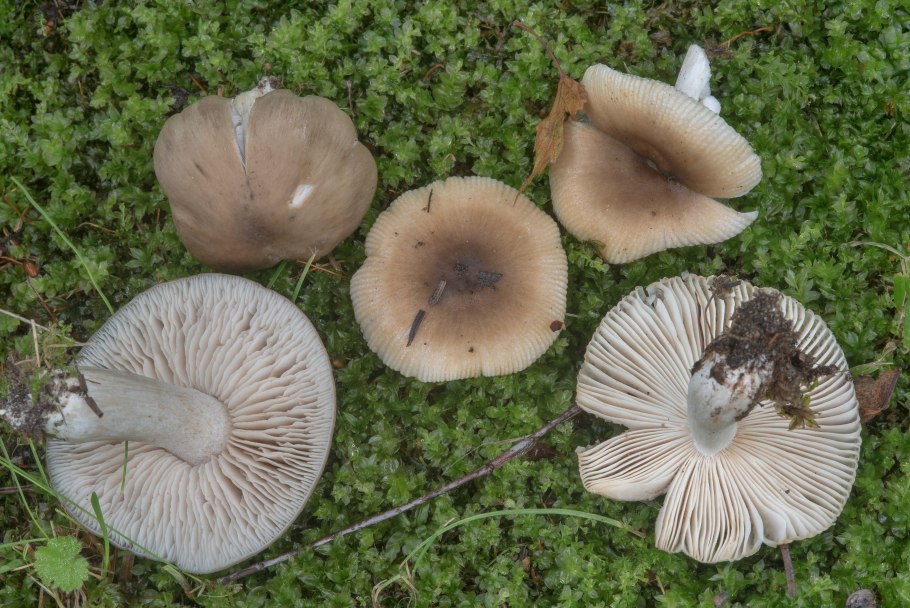 Грибы грузди и рядовки