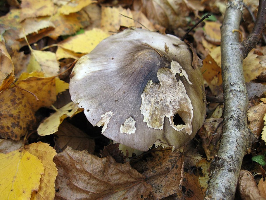 Рядовка серая Tricholoma portentosum. Это съедобный?