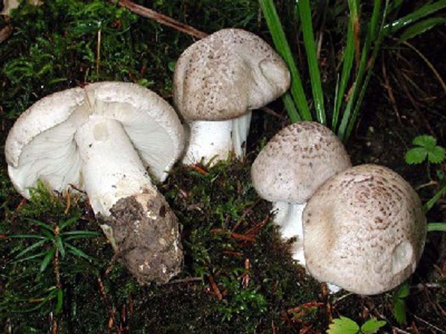 Рядовка тигровая Tricholoma pardinum
