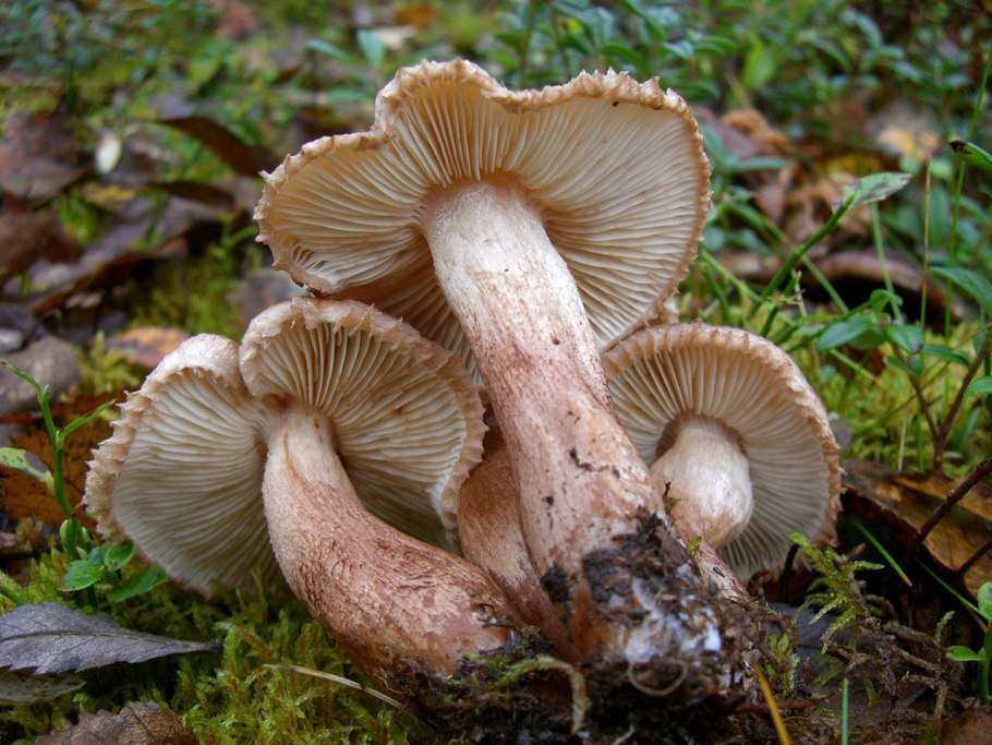 Tricholoma vaccinum