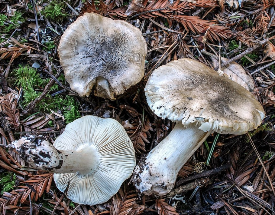 Tricholoma argyraceum